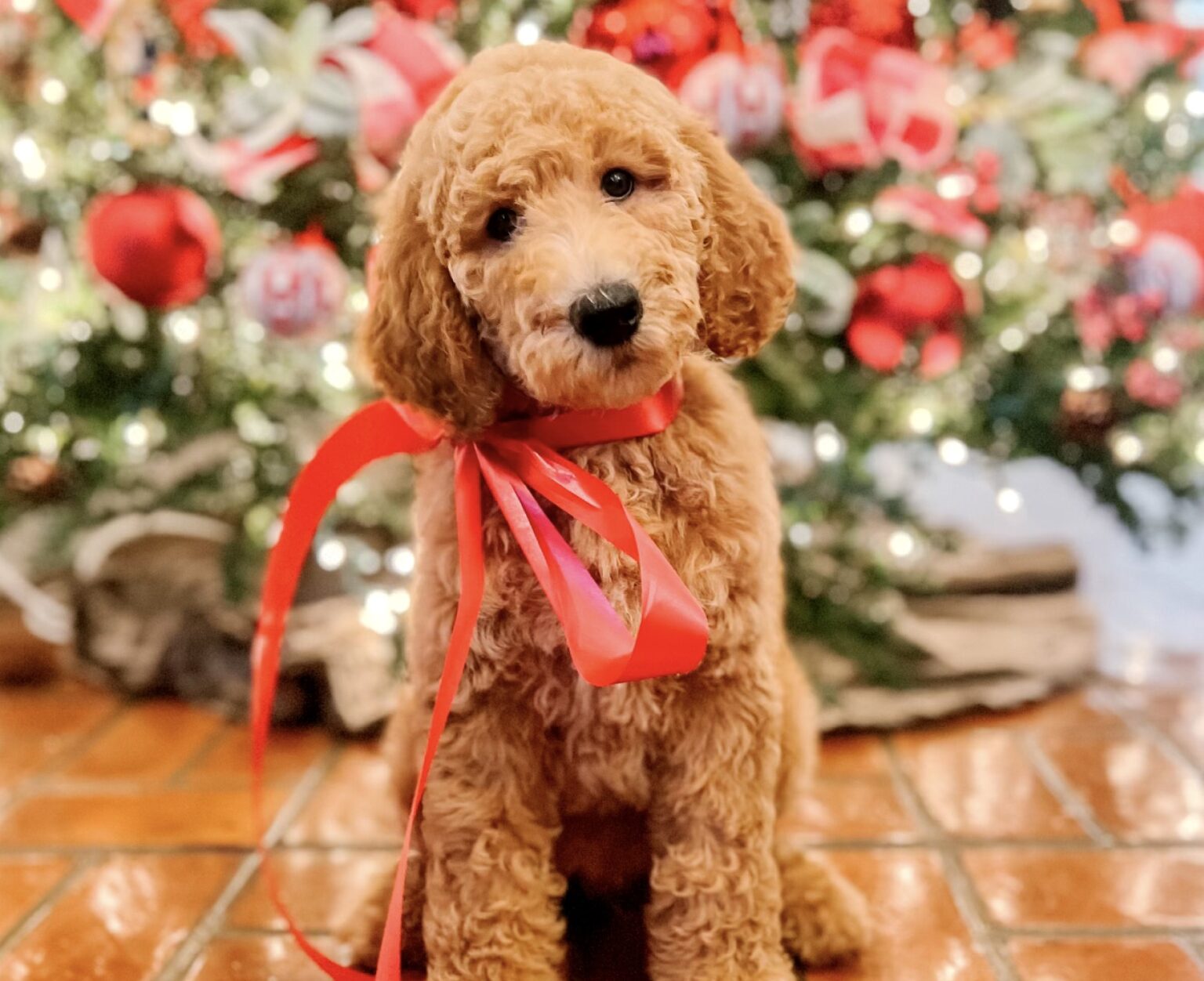 Golden puppy with red bow by Christmas tree